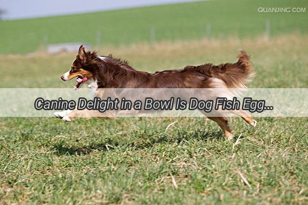 Canine Delight in a Bowl Is Dog Fish Egg Soup the Next Trendy Pet Treat